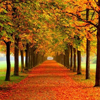 Как осень влияет на деревья