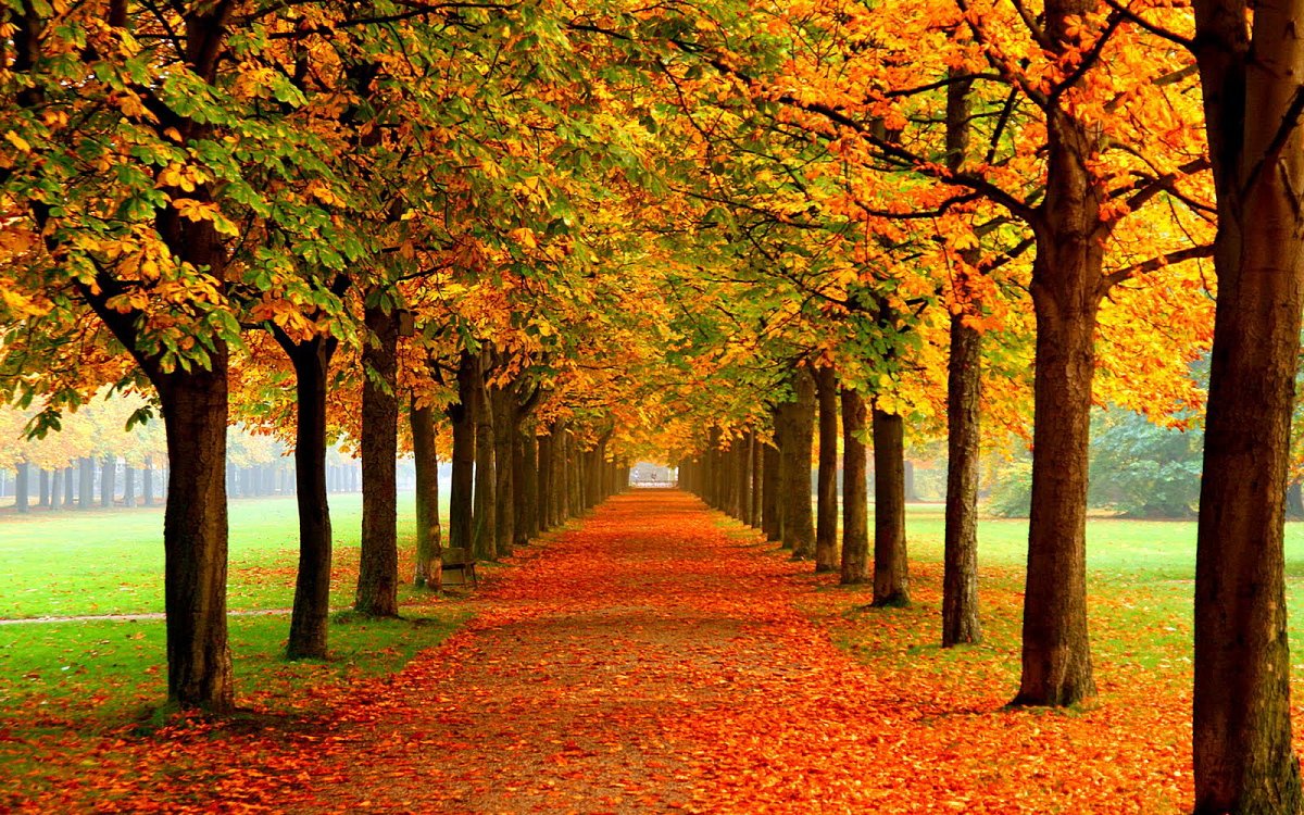 Как осень влияет на деревья