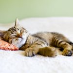 Могут ли кошки видеть сны, что им снится?