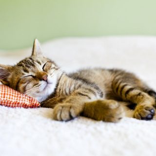 Могут ли кошки видеть сны, что им снится 1