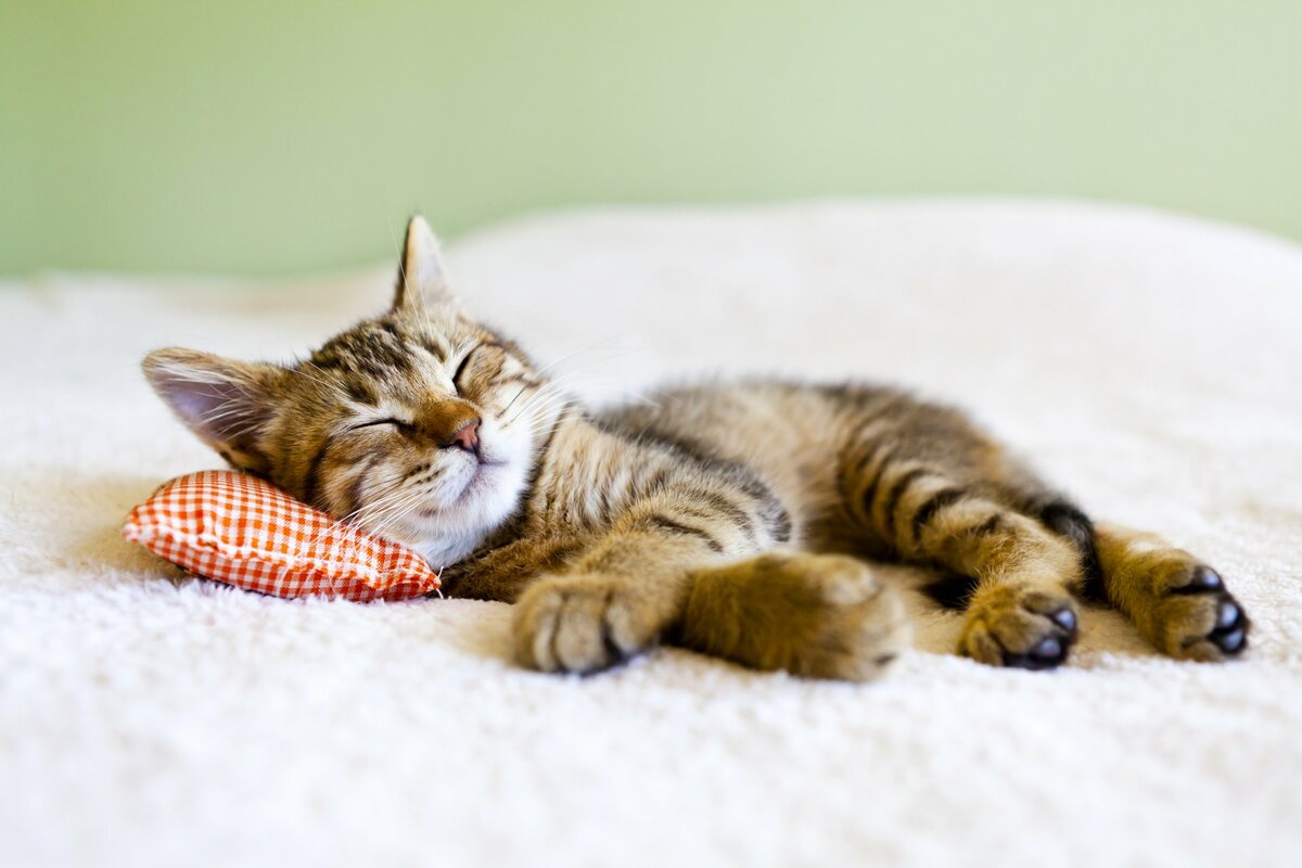 Могут ли кошки видеть сны, что им снится 1