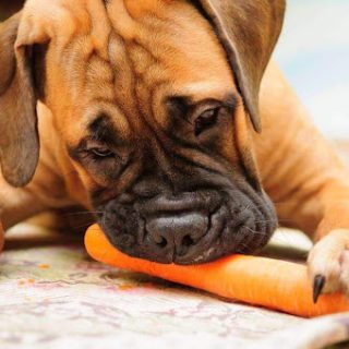 Можно ли собакам давать есть морковь