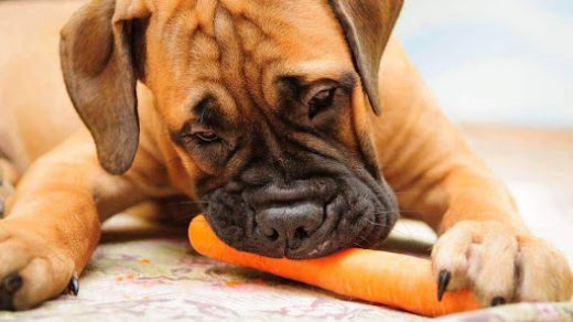 Можно ли собакам давать есть морковь