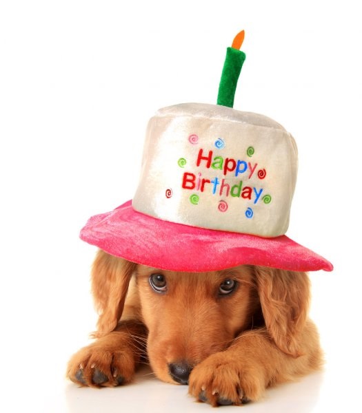 Открытка с днем ​​рождения - собачка, цветы и шарики (6)