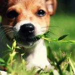 Почему собаки едят траву, зачем они это делают?