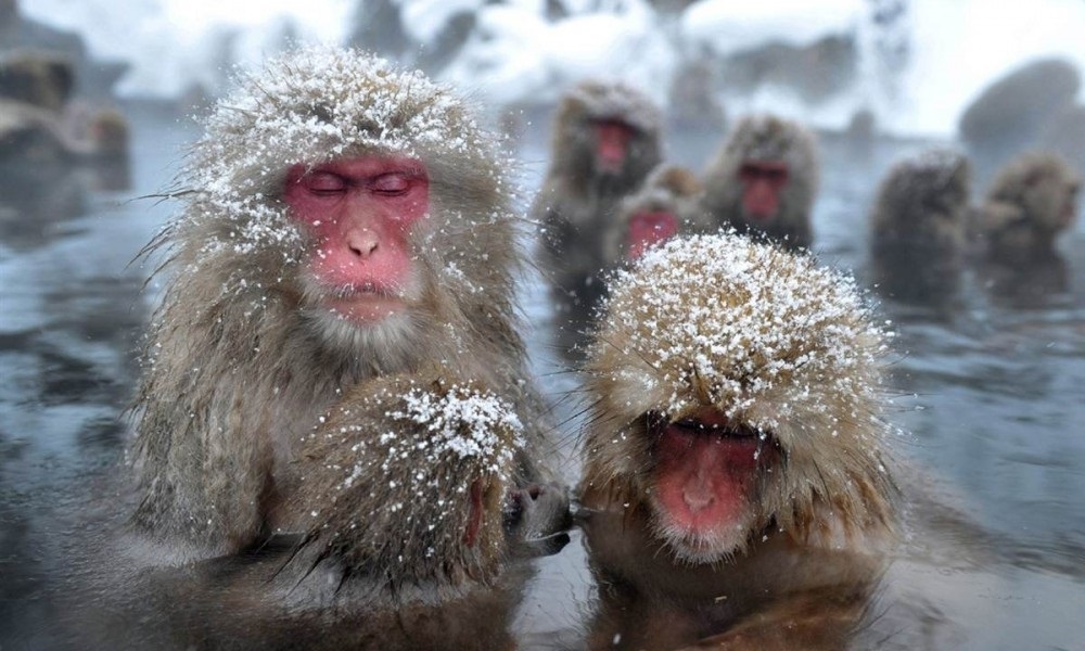 Обезьяна в теплой воде песни слушать. Японские обезьяны. Обезьяны в термальных источниках. Снежные обезьяны.