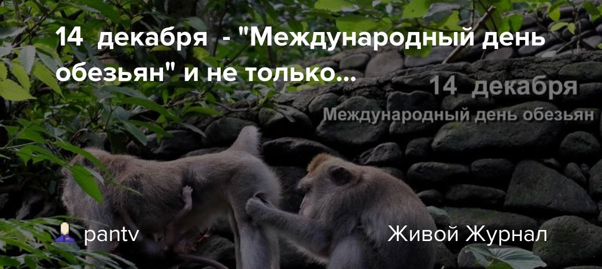 День обезьян. Международный день обезьян. Международный день обезьян 14. Праздник обезьян Всемирный. Международный день обезьян картинки.