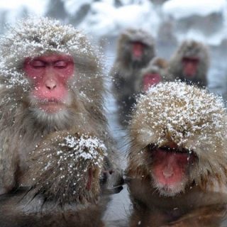 Картинки на праздник 14 декабря День обезьян   подборка (15)