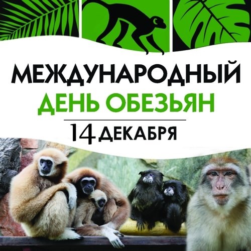 Картинки на праздник 14 декабря День обезьян   подборка (7)
