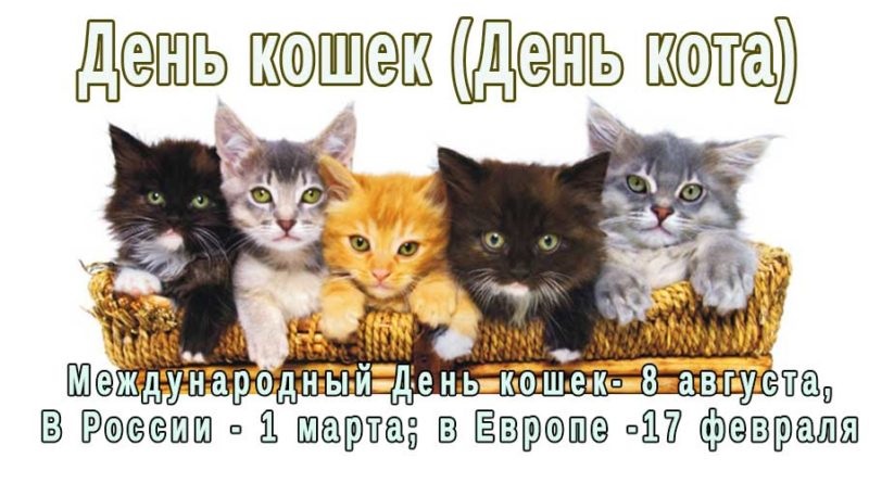 Картинки на 17 февраля Европейский день кота   подборка (8)
