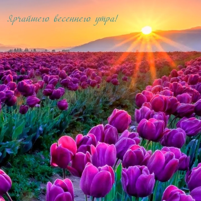 Счастливого цветочного утра весны - открытки на 2022 год (12)