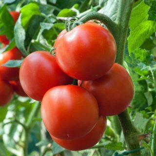 Фитофтороз на помидорах главные причины, симптомы, профилактика 2