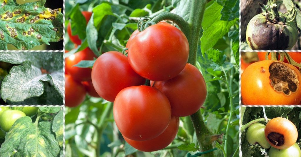 Фитофтороз на помидорах главные причины, симптомы, профилактика 2