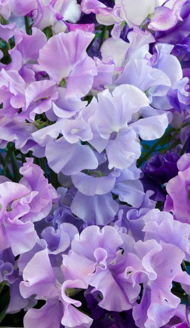 Картинки на телефон фиолетовые цветы за 2022 год (22)