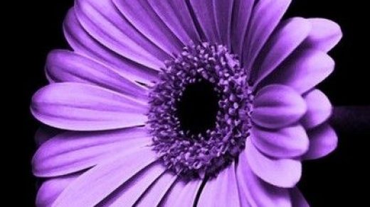 Картинки на телефон фиолетовые цветы за 2022 год (30)