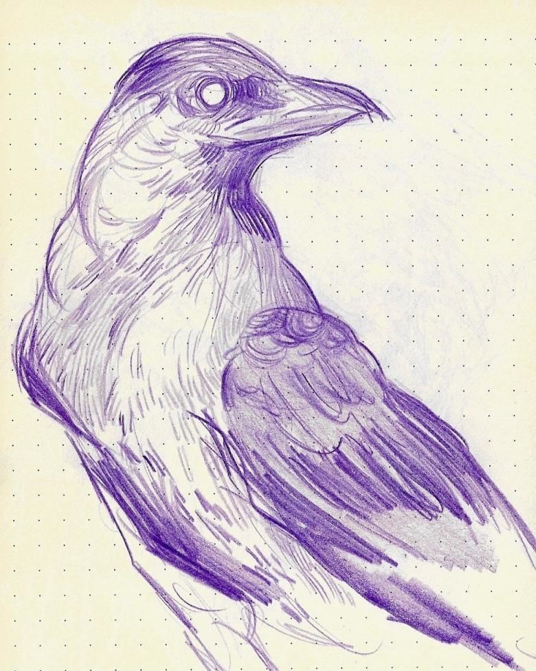Ворона рисунок карандашом для детей   подборка картинок (1)