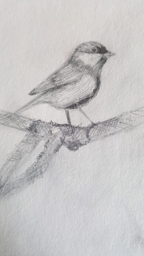 Ворона рисунок карандашом для детей - подборка картинок (18)