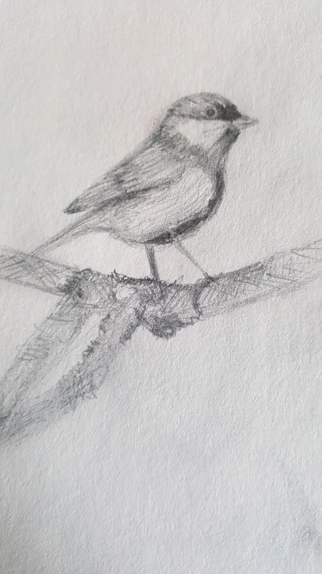 Ворона рисунок карандашом для детей   подборка картинок (18)