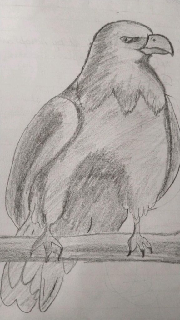 Ворона рисунок карандашом для детей - подборка картинок (19)