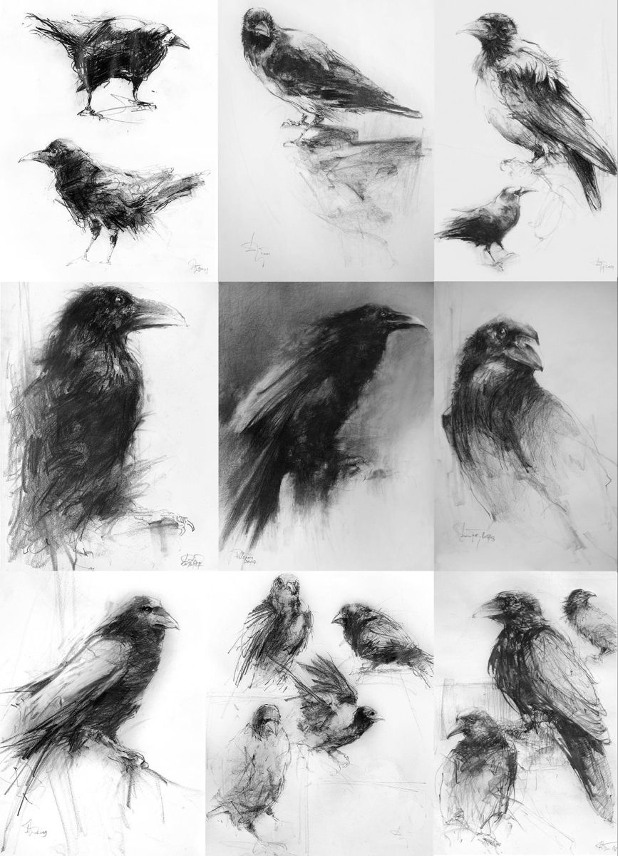 Ворона рисунок карандашом для детей   подборка картинок (21)