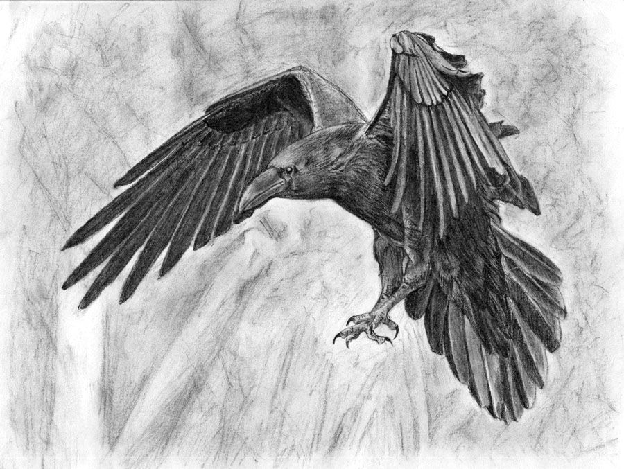 Ворона рисунок карандашом для детей - подборка картинок (4)
