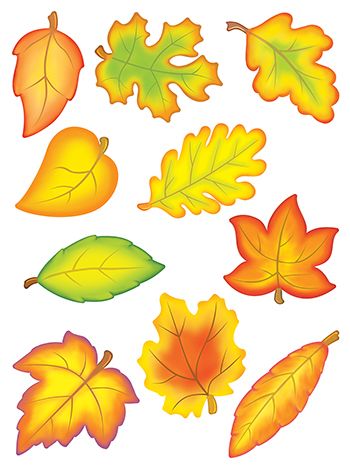 Осенние листья картинки с названиями для детей   подборка (1)
