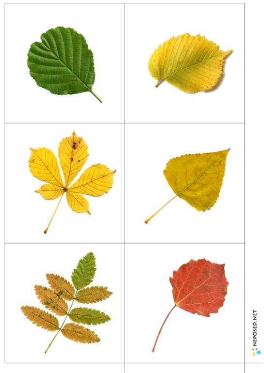 Осенние листья картинки с названиями для детей   подборка (1)