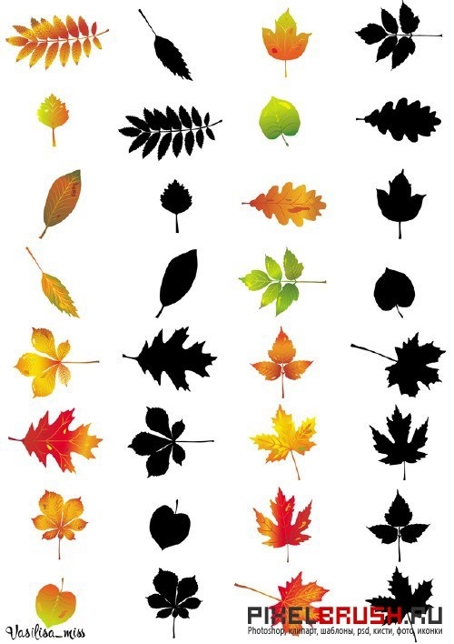 Осенние листья картинки с названиями для детей   подборка (11)