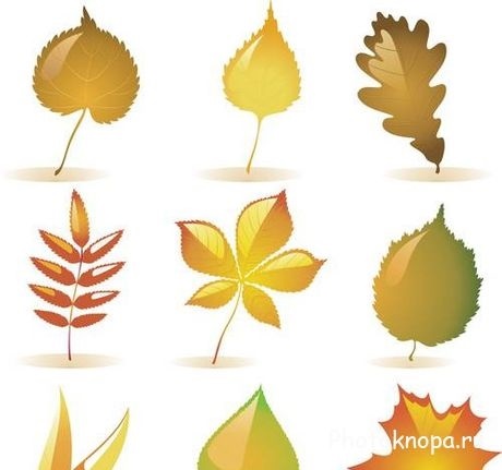 Осенние листья картинки с названиями для детей   подборка (13)