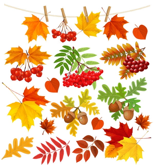 Осенние листья картинки с названиями для детей - подборка (14)
