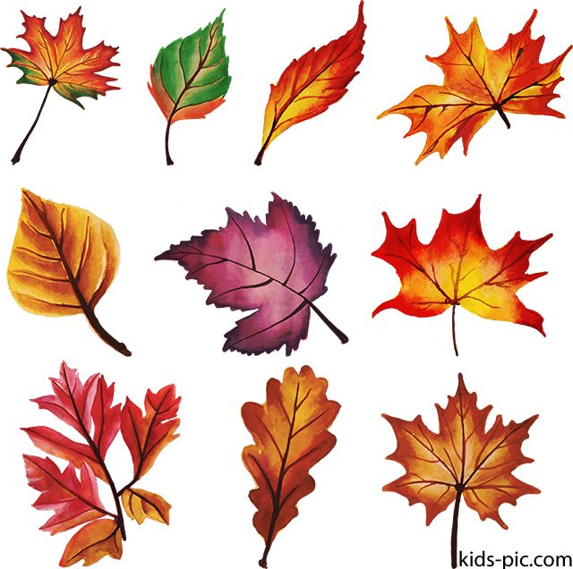 Осенние листья картинки с названиями для детей - подборка (3)