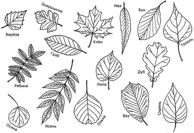 Осенние листья картинки с названиями для детей   подборка (4)