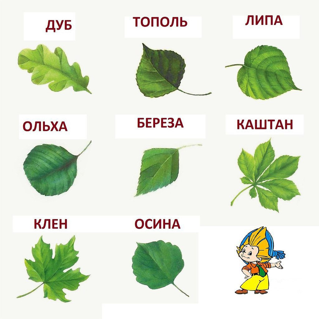 Осенние листья картинки с названиями для детей - подборка (6)