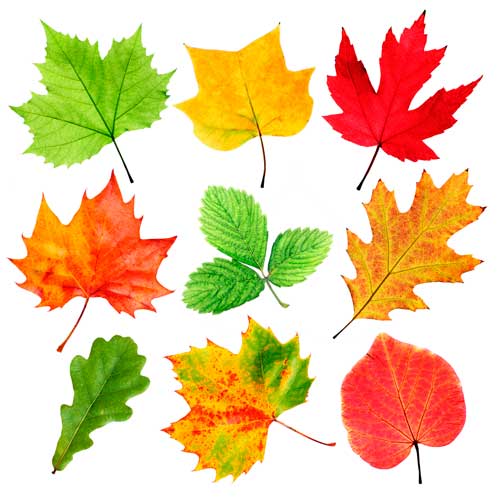 Осенние листья картинки с названиями для детей - подборка (9)