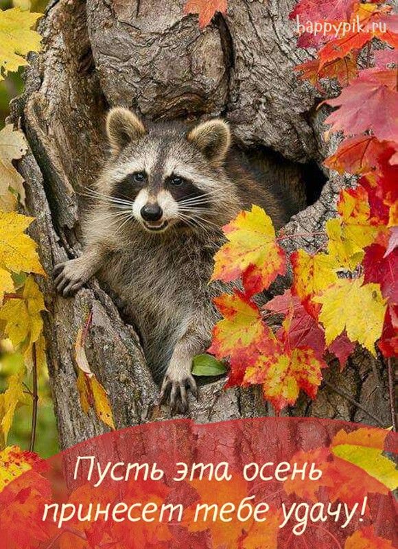 Привет осень, красивые и прикольные открытки с надписями (6)