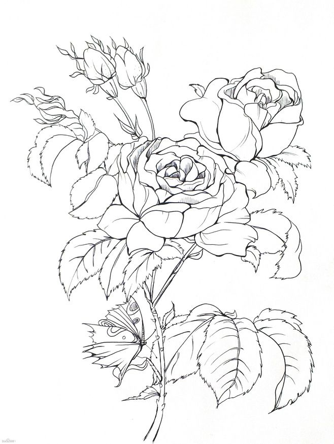 Роза цветок картинка для детей для раскраски и рисования (10)