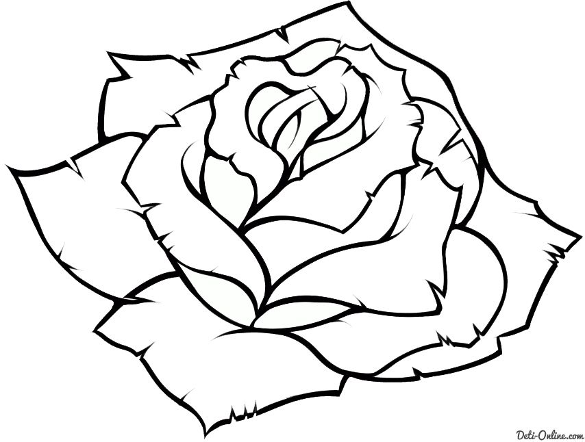 Роза цветок картинка для детей для раскраски и рисования (17)