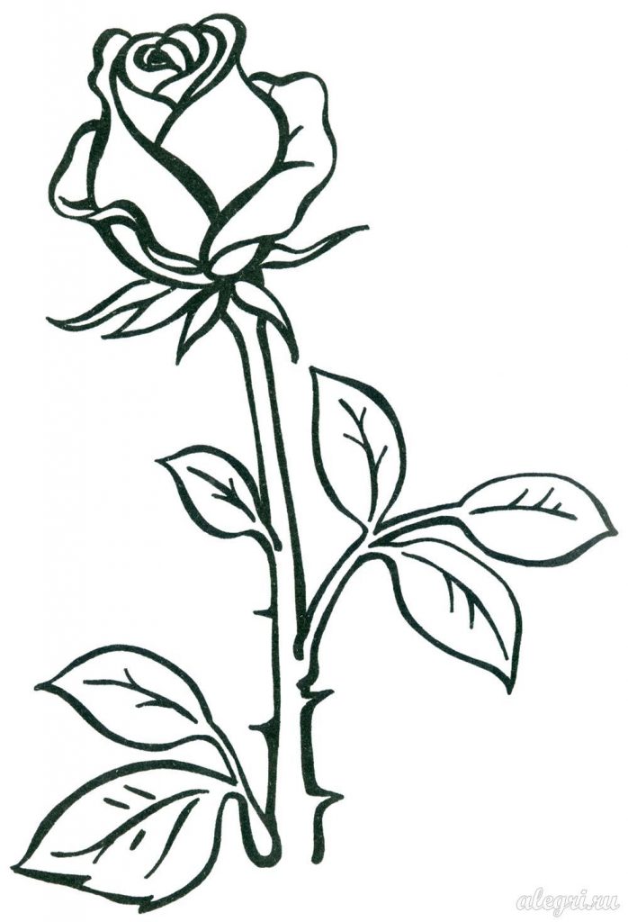 Роза цветок картинка для детей для раскраски и рисования (5)