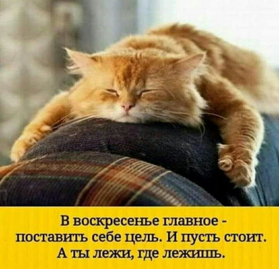 Воскресенье котики картинки