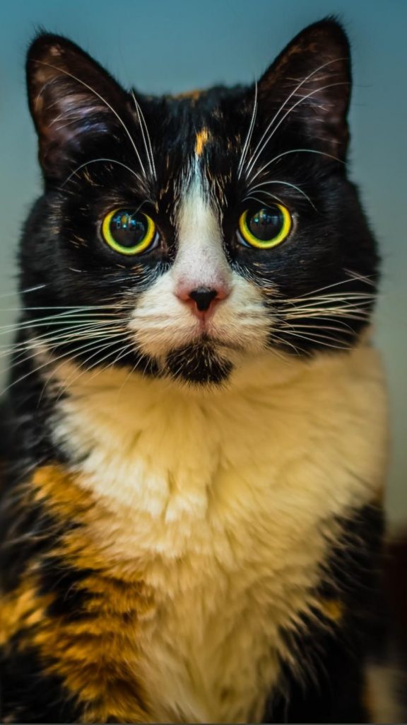 Кот в очках на заставку - самые красивые новые аватарки (1)