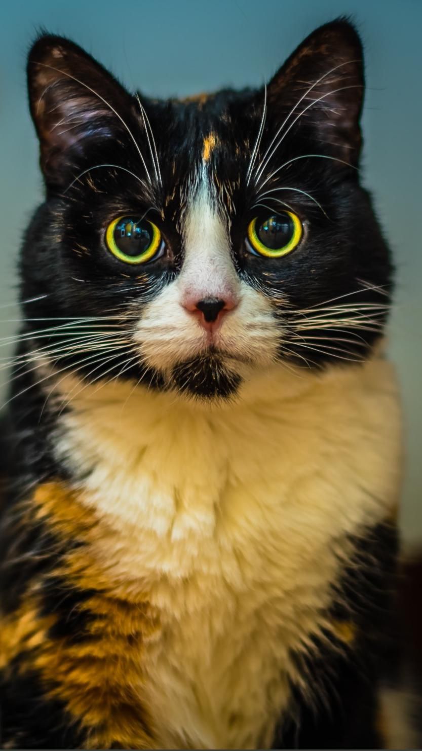 Кот в очках на заставку   самые красивые новые аватарки (1)