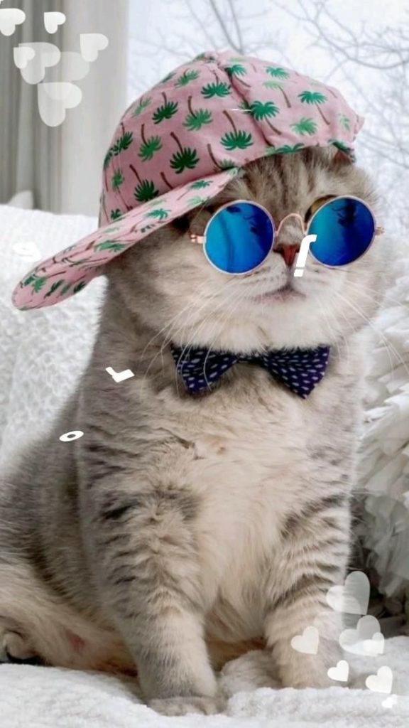 Кот в очках на заставку - самые красивые новые аватарки (11)