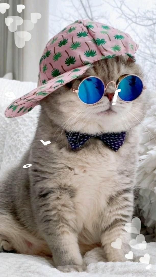 Кот в очках на заставку   самые красивые новые аватарки (11)