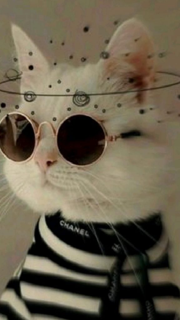 Кот в очках на заставку - самые красивые новые аватарки (12)