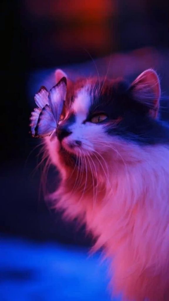 Кот в очках на заставку - самые красивые новые аватарки (13)