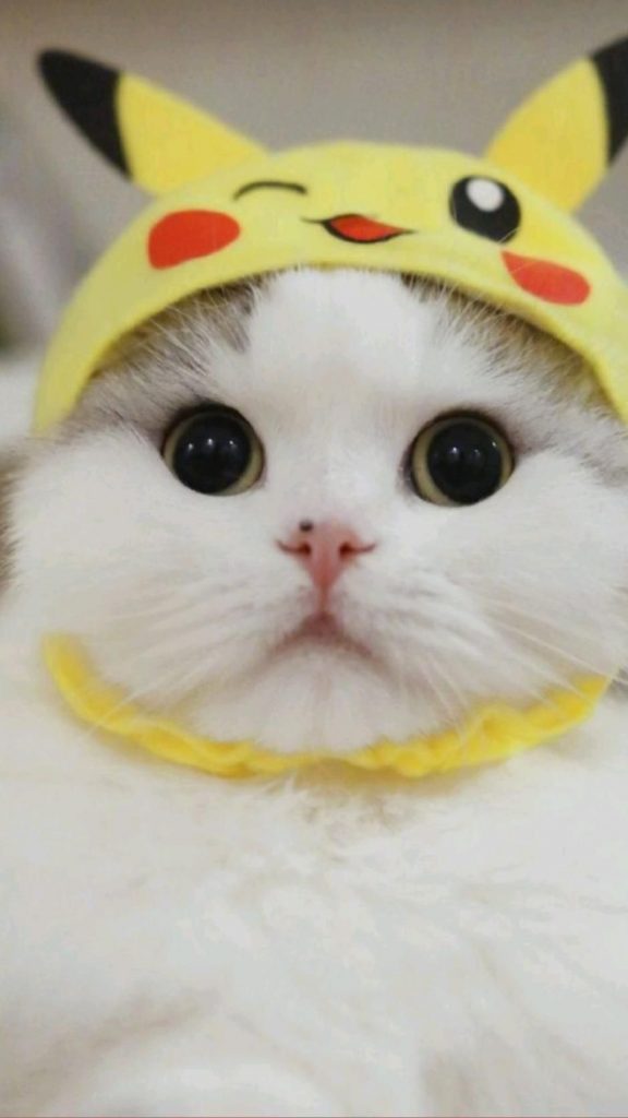 Кот в очках на заставку - самые красивые новые аватарки (14)