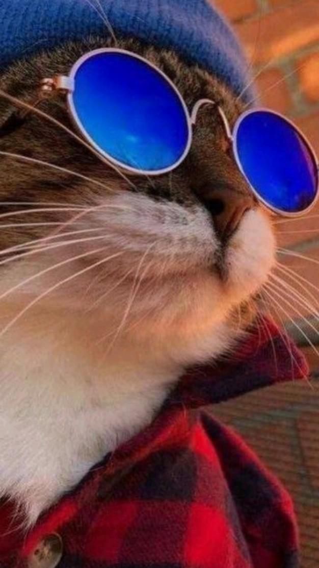 Кот в очках на заставку   самые красивые новые аватарки (18)