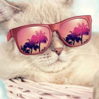 Кот в очках на заставку   самые красивые новые аватарки (19)