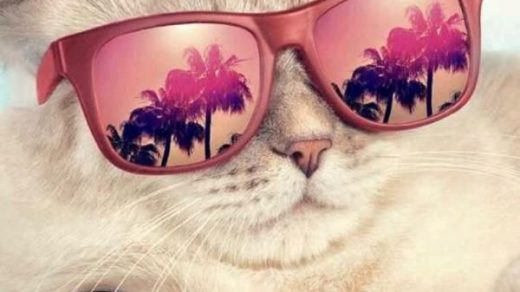 Кот в очках на заставку   самые красивые новые аватарки (19)