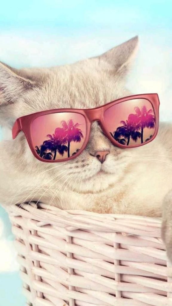 Кот в очках на заставку - самые красивые новые аватарки (19)